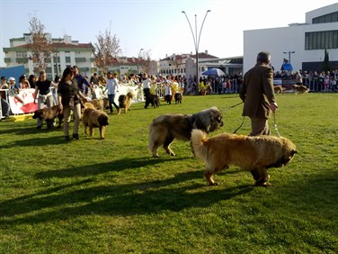 Pel Caes.jpg